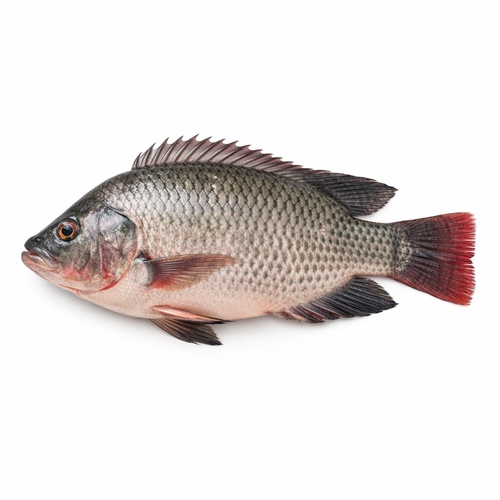 Tilapia